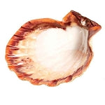 Lion's Paw Shell LARGE 5-6" Smudge & Cone Incense Burner