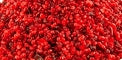 Gourmet Resin Incense - Red Rain 1.5 oz. Tin