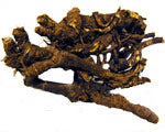 Osha Root - Whole