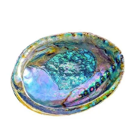 Abalone Shell - Whole, Large  - Size Varies 6-7 "
