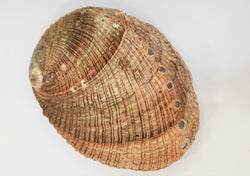 Abalone Shell - Whole, Medium - Size Varies 5 - 6"