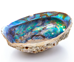 Abalone Shell - Whole, Medium - Size Varies 5 - 6"