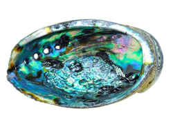 Abalone Shell - Whole, Small - Size Varies 4 - 5"